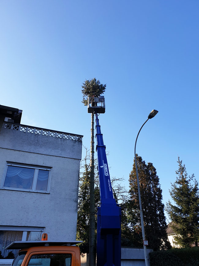 Kronenrückschnitt am hohen Baum